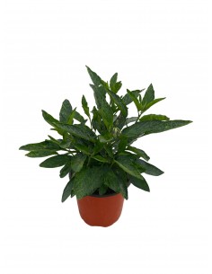 Pepino Plant