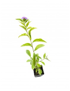 copy of Abelia Confetti Plant
