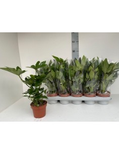 copy of Alocasia tree