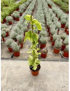 Thunbergia Plant Vaso 7cm