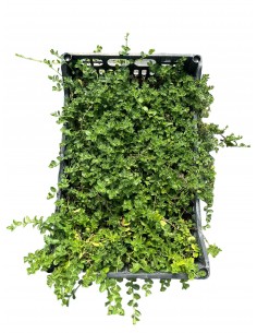 Origanum Compactum Plant