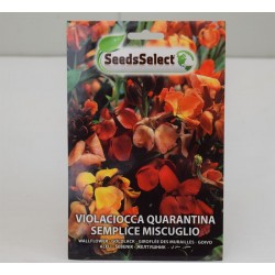 Violaciocca Seeds