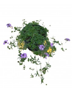 copy of Verbena Plant