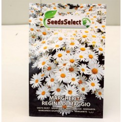 Seeds of Giant Daisy