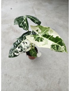 Pianta Alocasia Frydek...