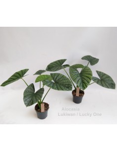 Pianta di Alocasia Lukiwan