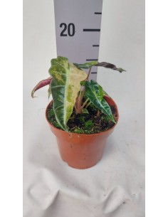 Pianta Alocasia Polly...