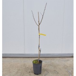 Pistachio Tree 2 Years