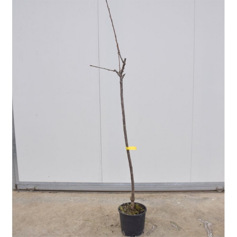 On Line Sale Of The Railroad Cherry Tree Fruit Trees Mondo Piante