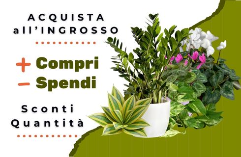 Agricola MondoPiante - Vendita piante e alberi all&#039;ingrosso