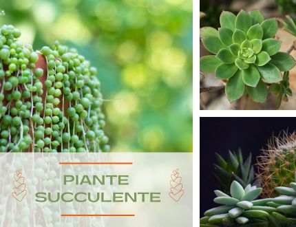 Piante Succulente | Mondo Piante