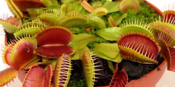 Carnivorous Plants: variety, characteristics and cultivation